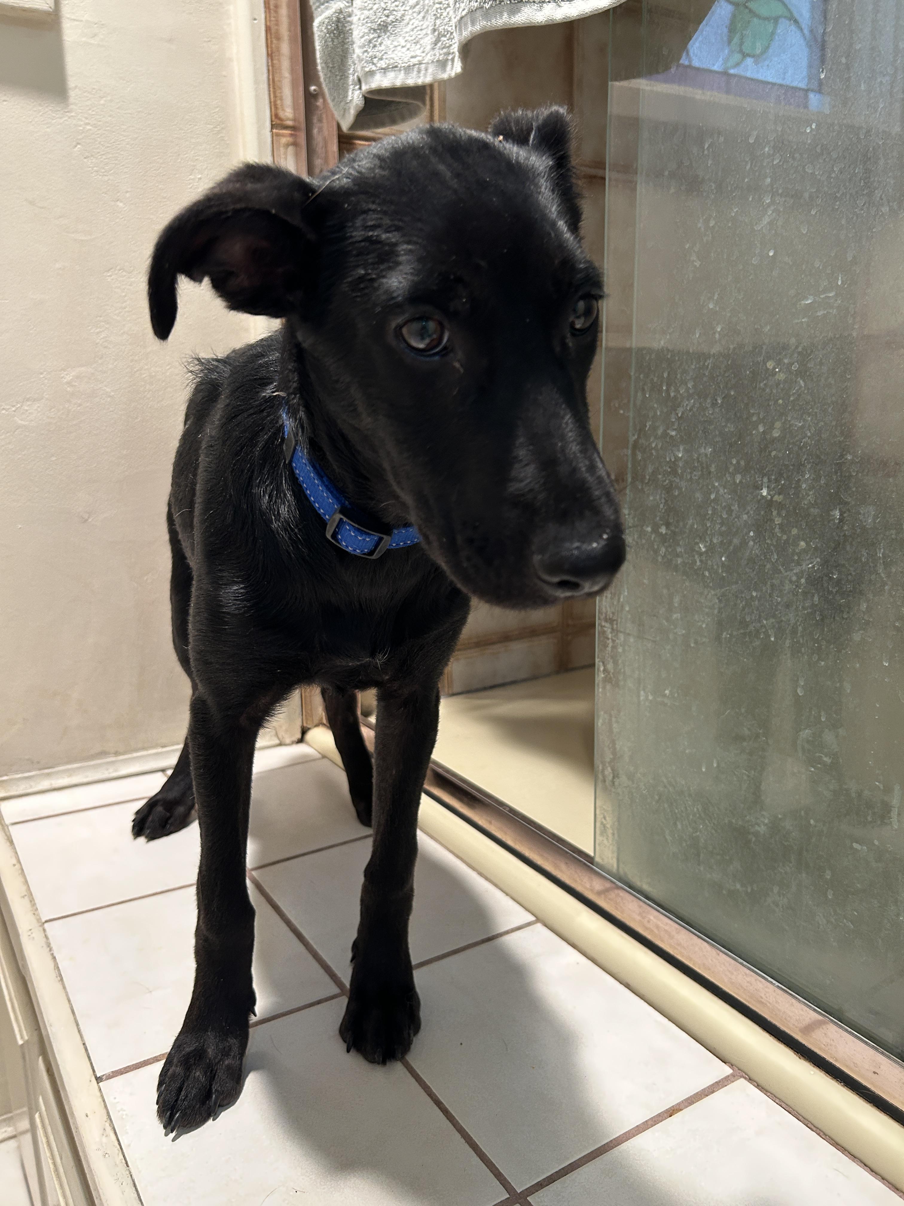 Enlarge CELSEY, a Adoptable mixed breed in El Cajon, CA image 2/6