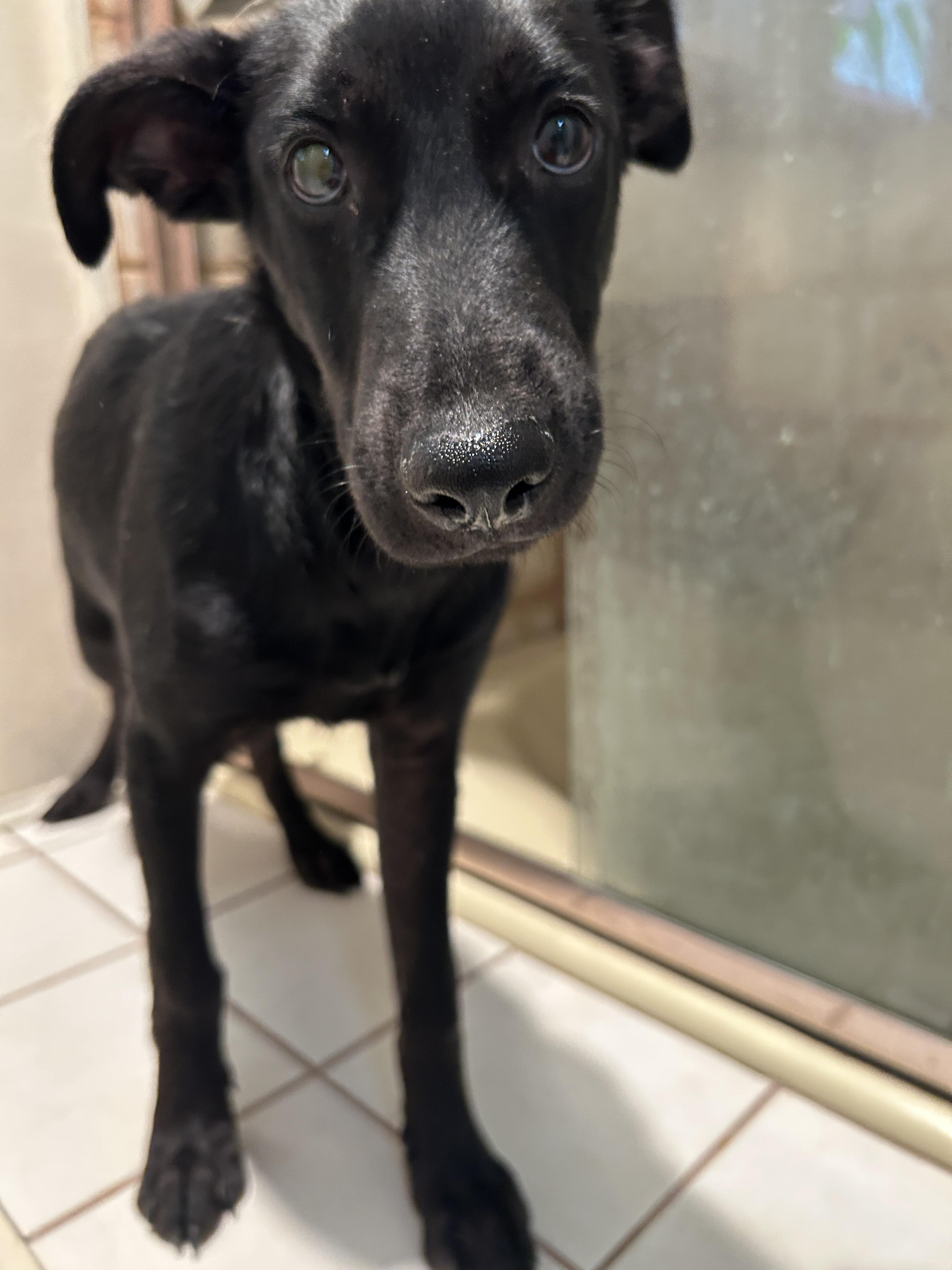 Enlarge CELSEY, a Adoptable mixed breed in El Cajon, CA image 4/6