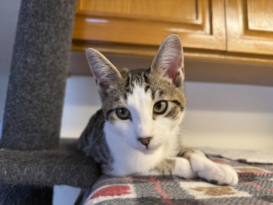 Enlarge PRINCE EDWARD, a Adoptable Domestic Short Hair in Burbank, CA image 1/1