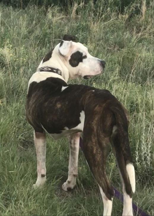 Enlarge Maizey, a Adoptable Pit Bull Terrier in Westminster, CO image 1/3
