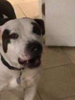 Enlarge Maizey, a Adoptable Pit Bull Terrier in Westminster, CO image 2/3