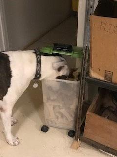 Enlarge Maizey, a Adoptable Pit Bull Terrier in Westminster, CO image 3/3