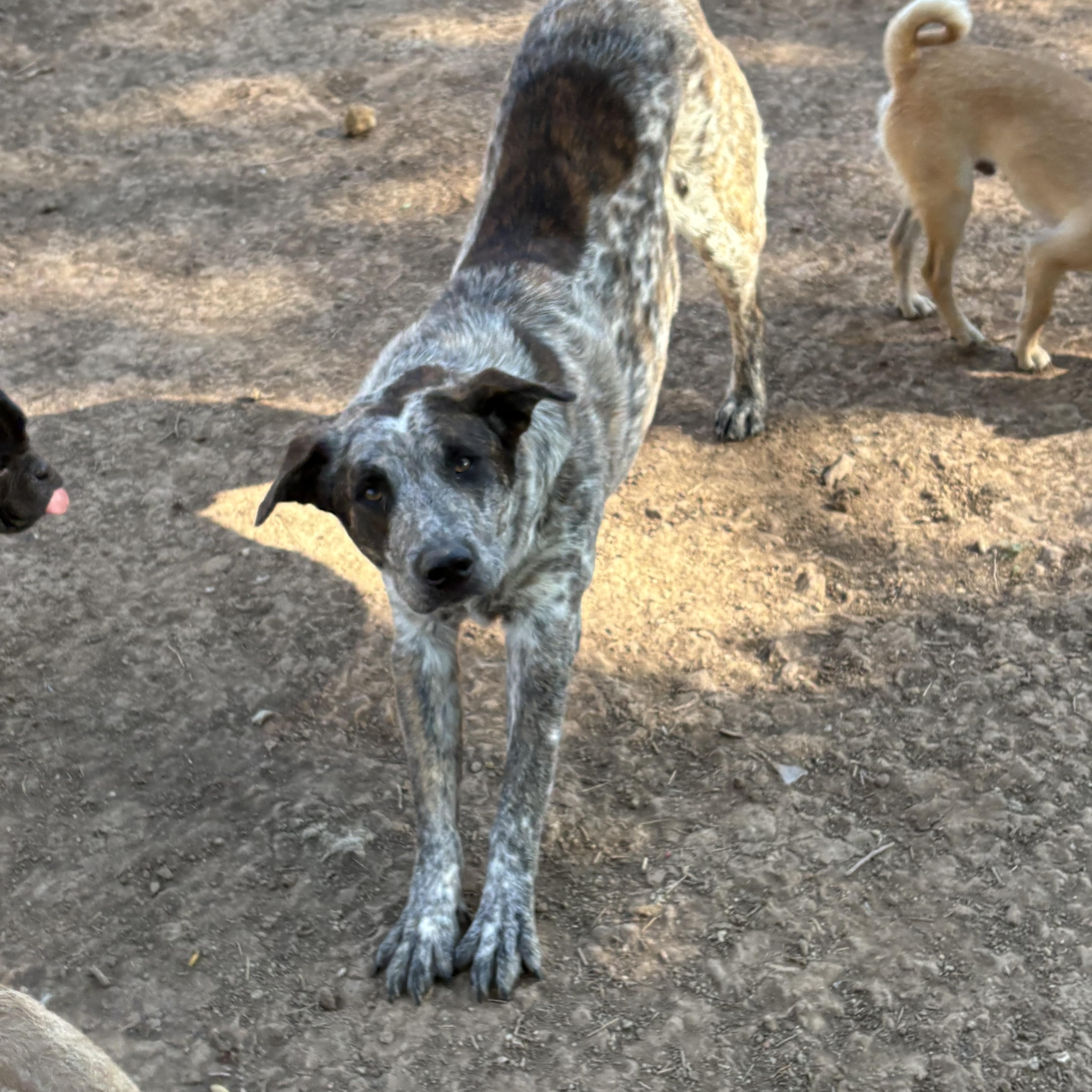 Enlarge Rusty, a ADOPTABLE Australian Cattle Dog / Blue Heeler in AMARILLO, TX image 2/3