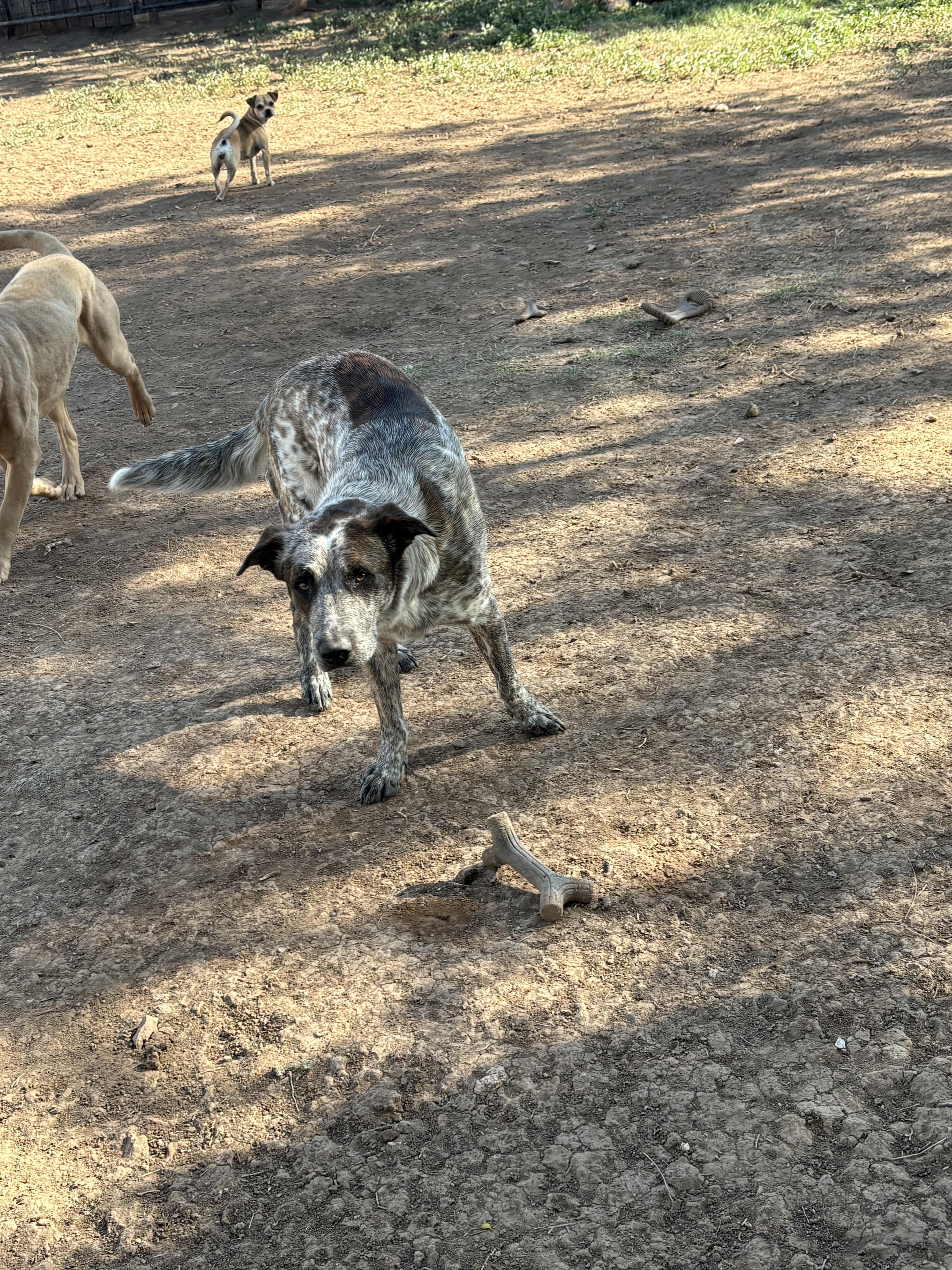 Enlarge Rusty, a ADOPTABLE Australian Cattle Dog / Blue Heeler in AMARILLO, TX image 3/3