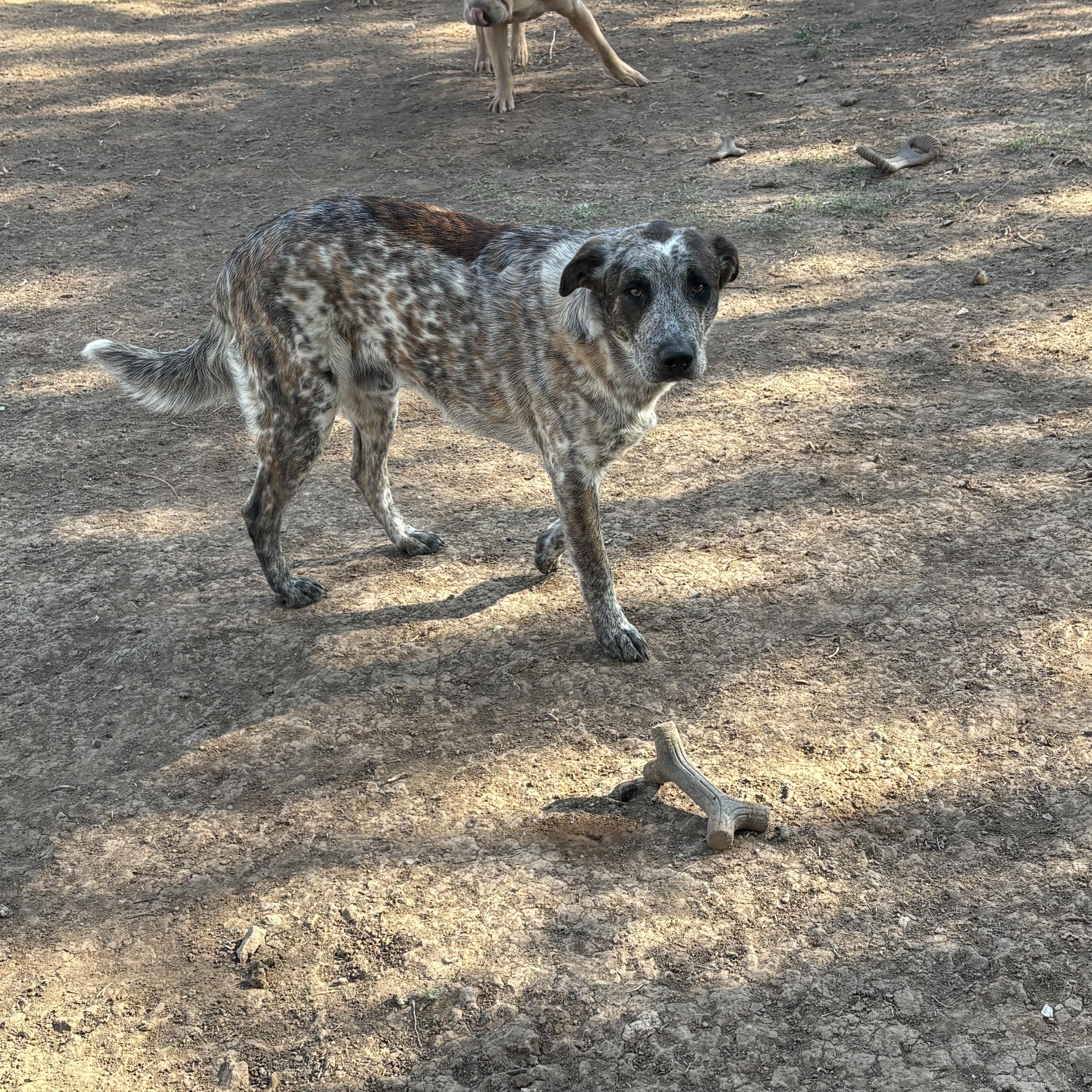 Enlarge Rusty, a ADOPTABLE Australian Cattle Dog / Blue Heeler in AMARILLO, TX image 1/3