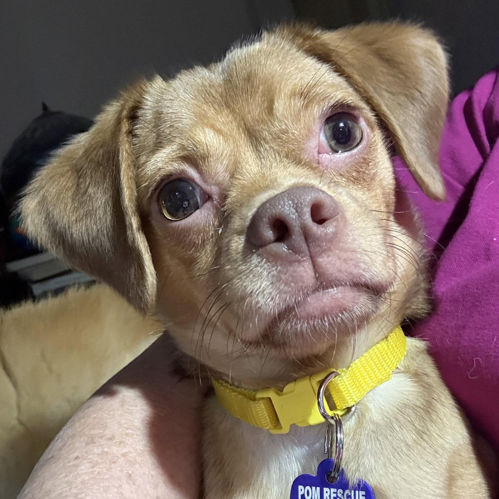 Enlarge Whimsy, a Adoptable Chihuahua in Garland, TX image 2/2