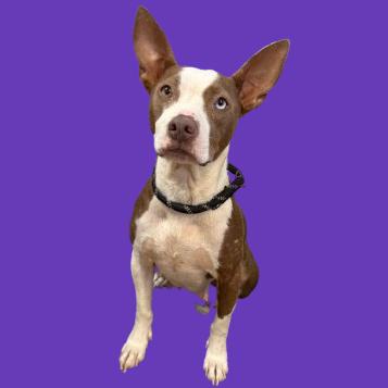 Enlarge Hattie, a Adoptable mixed breed in Tuscaloosa, AL image 1/1