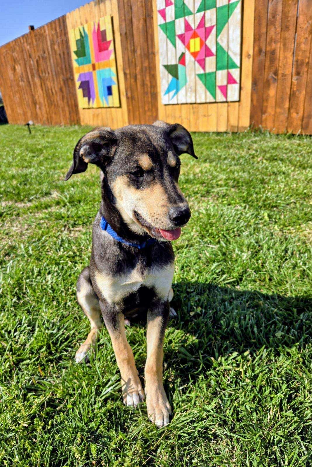 Enlarge Bisbee, a Adoptable mixed breed in Shelton, CT image 2/6