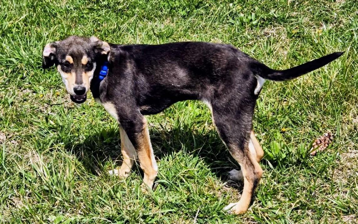 Enlarge Bisbee, a Adoptable mixed breed in Shelton, CT image 5/6