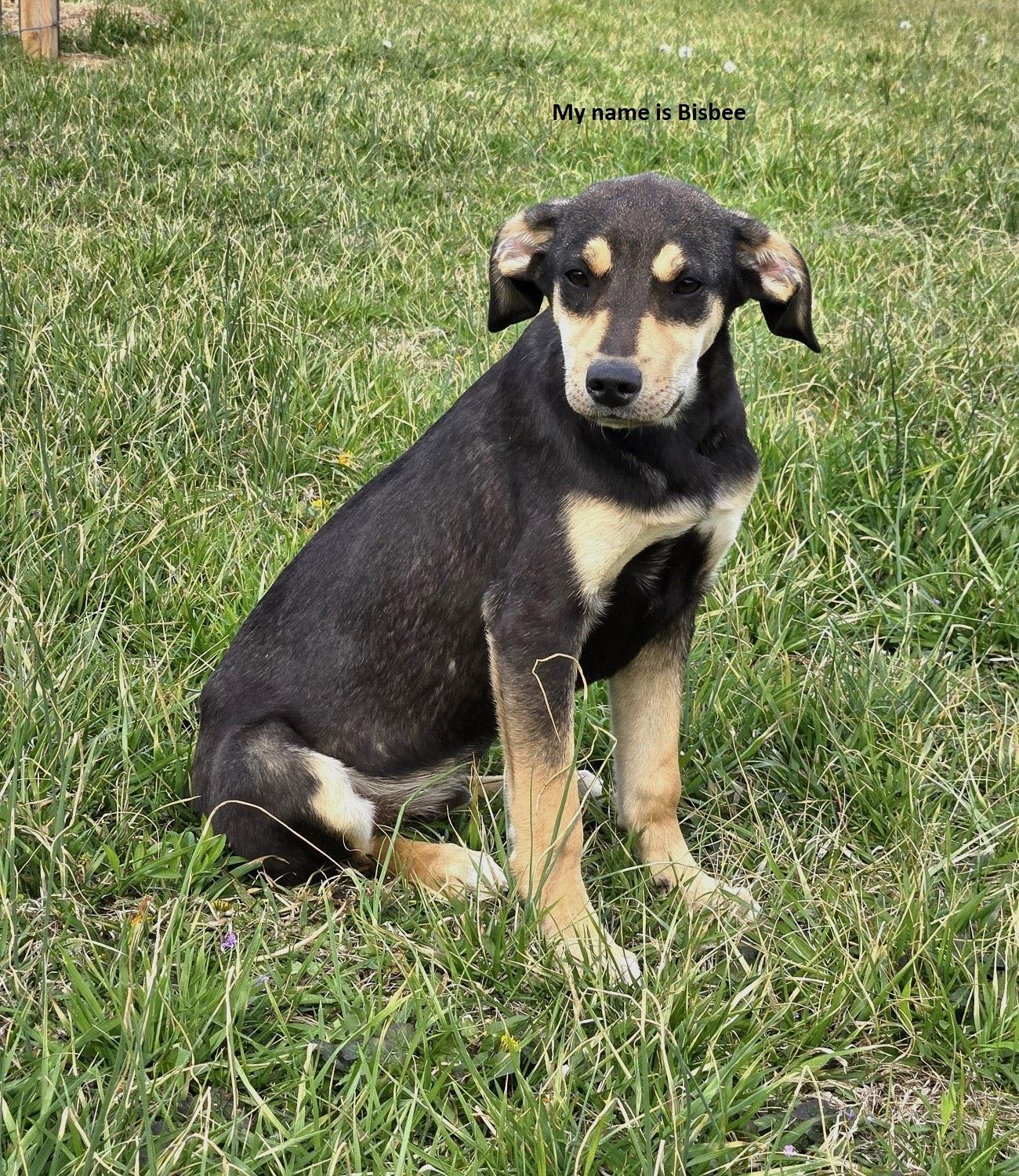 Enlarge Bisbee, a Adoptable mixed breed in Shelton, CT image 6/6