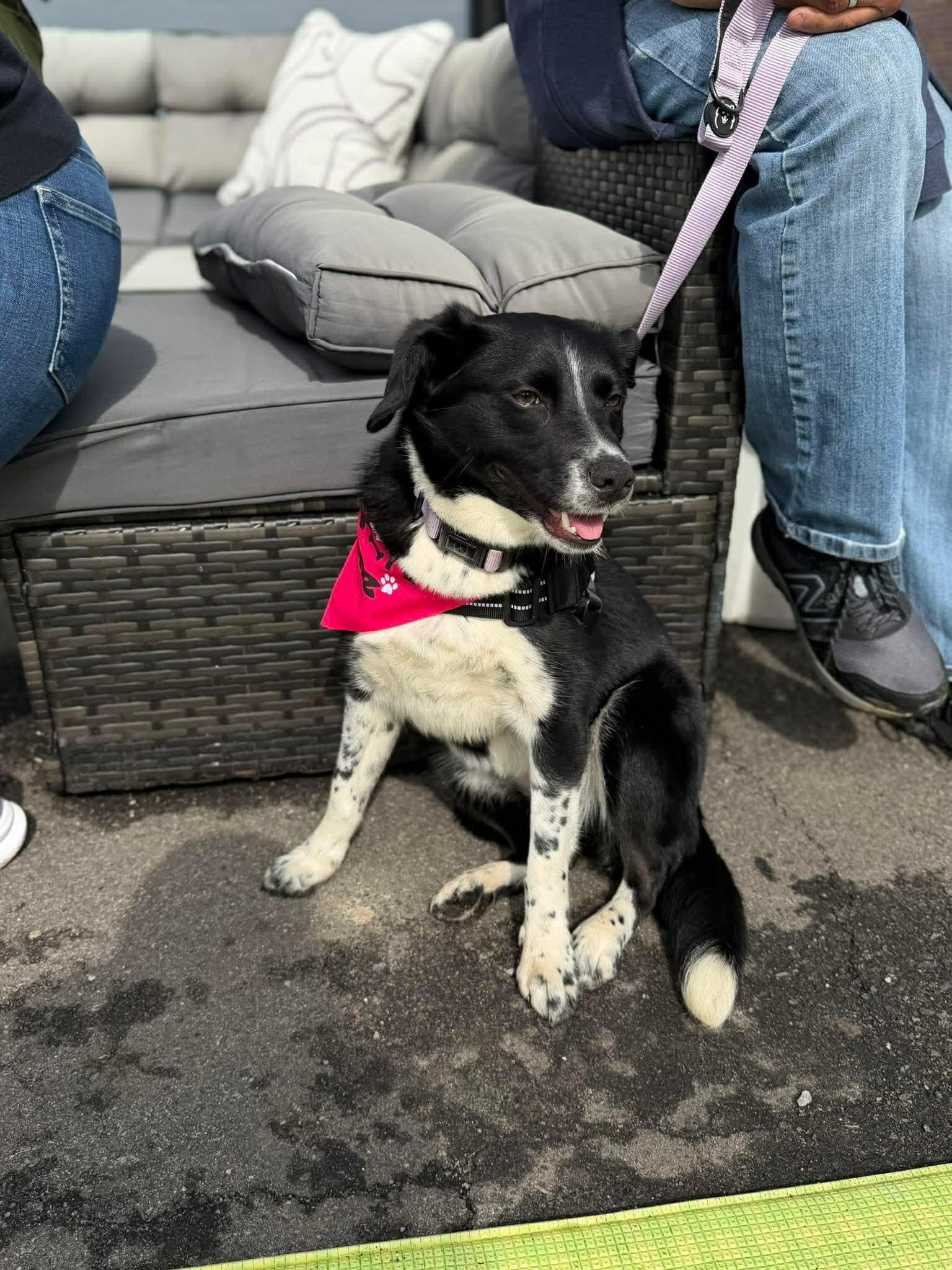 Enlarge Juliet, a Adoptable mixed breed in Westwood, NJ image 5/5