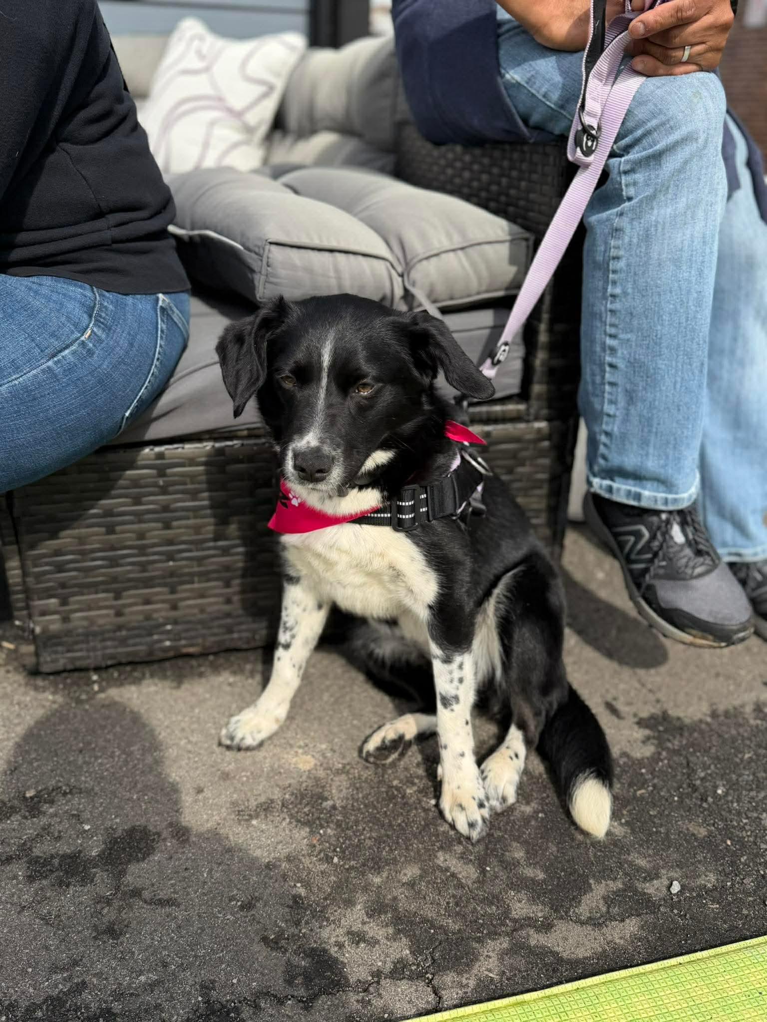 Enlarge Juliet, a Adoptable mixed breed in Westwood, NJ image 4/5