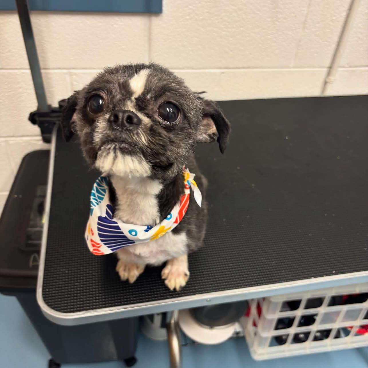 Enlarge Garfield, an adopted Shih Tzu in Richmond, VA image 4/4