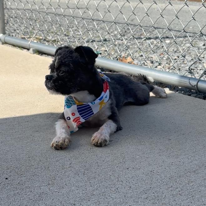 Enlarge Garfield, an adopted Shih Tzu in Richmond, VA image 2/4