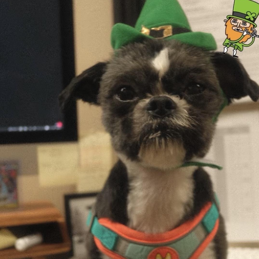 Enlarge Garfield, an adopted Shih Tzu in Richmond, VA image 1/4