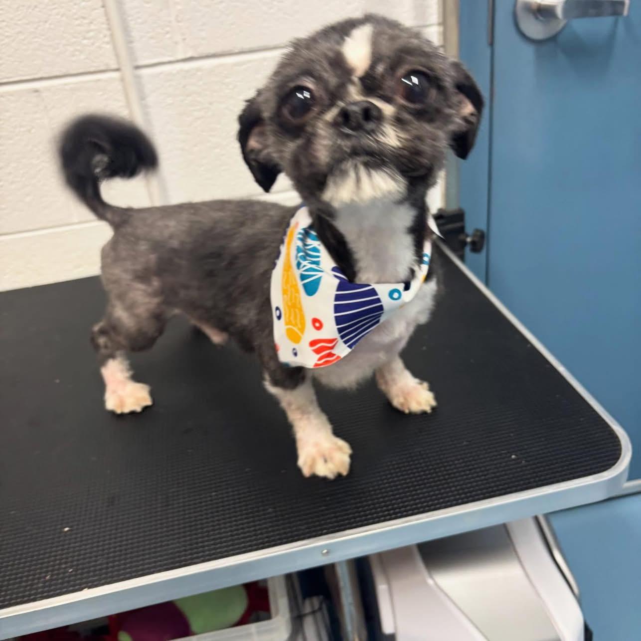 Enlarge Garfield, an adopted Shih Tzu in Richmond, VA image 3/4