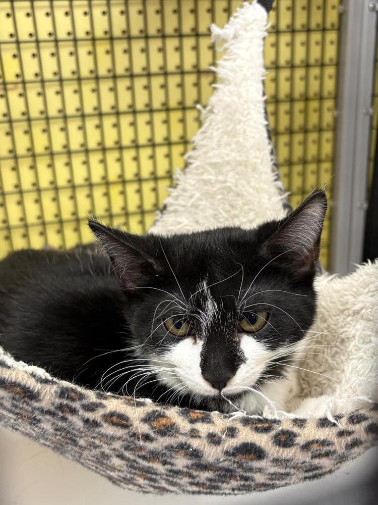 Mittens, Adoptable, Young Male Domestic Short Hair.