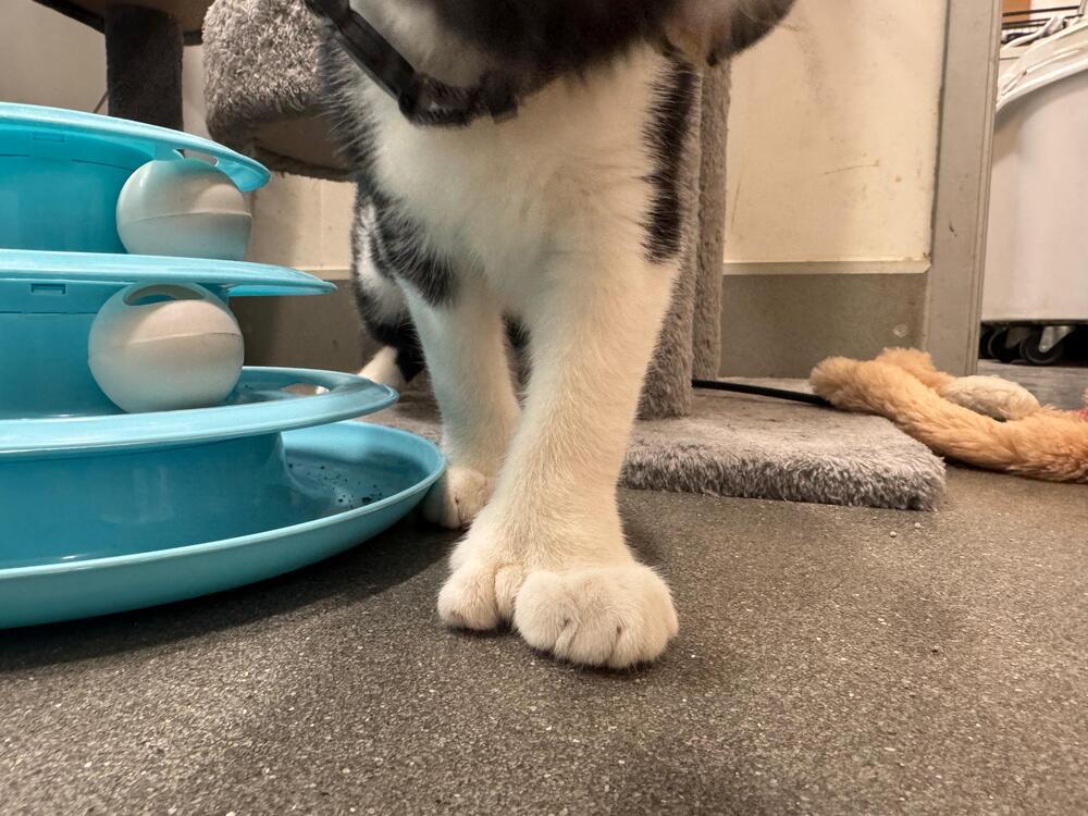 Enlarge Mittens, a Adoptable Domestic Short Hair in Orlando, FL image 3/6
