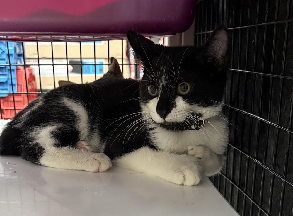 Enlarge Mittens, a Adoptable Domestic Short Hair in Orlando, FL image 3/6