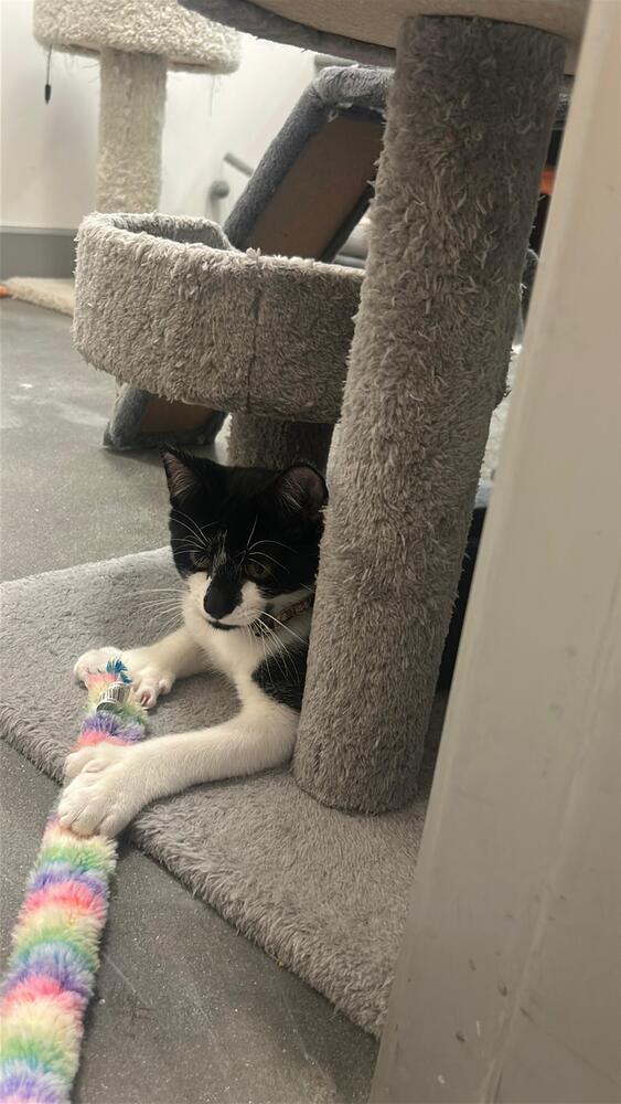 Enlarge Mittens, a Adoptable Domestic Short Hair in Orlando, FL image 4/6