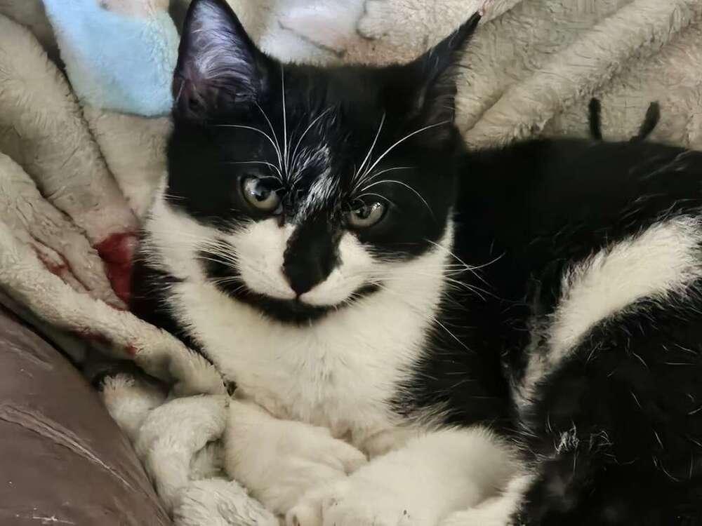 Enlarge Mittens, a Adoptable Domestic Short Hair in Orlando, FL image 6/6