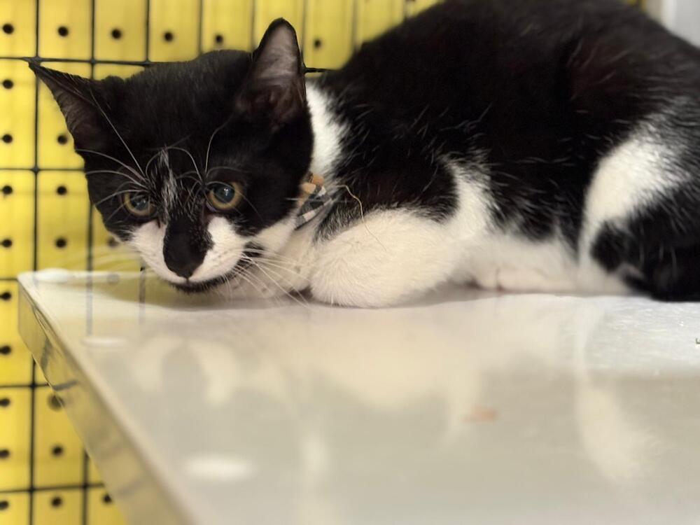 Enlarge Mittens, a Adoptable Domestic Short Hair in Orlando, FL image 6/6
