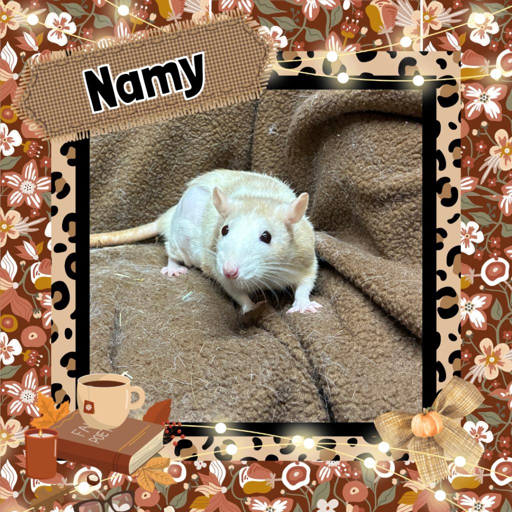 Namy, Adoptable, Baby Female Rat.