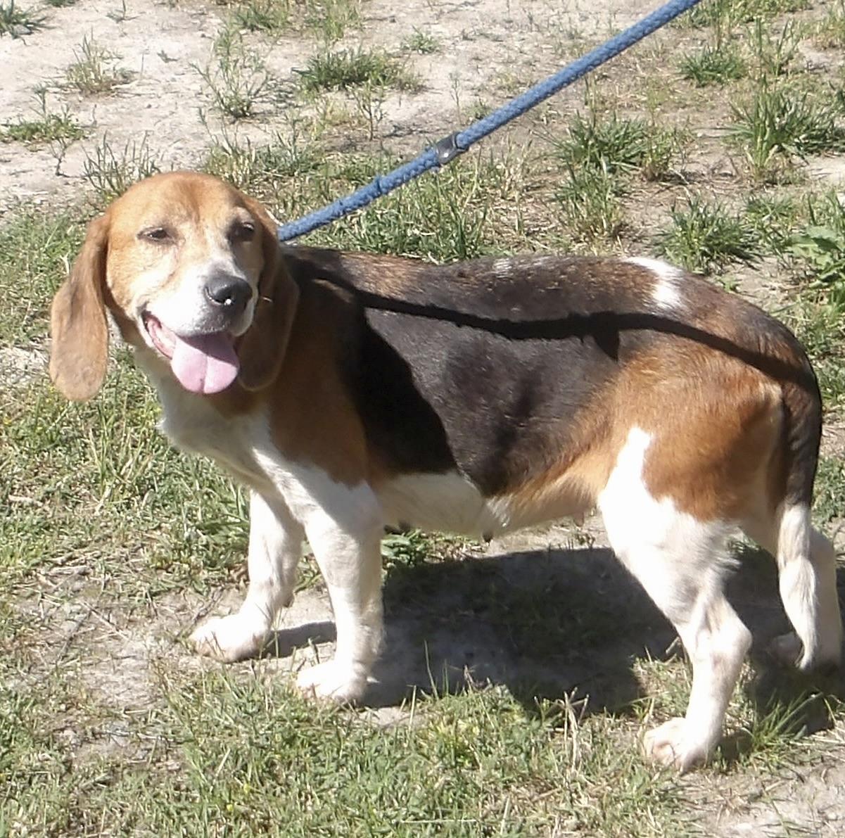 Ash, a ADOPTABLE Beagle in Gloucester, VA image 2/3