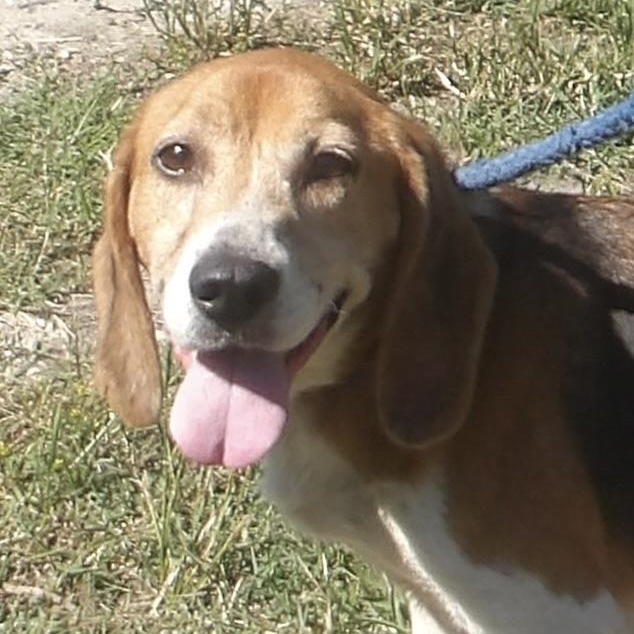 Ash, ADOPTABLE, Adult Female Beagle.