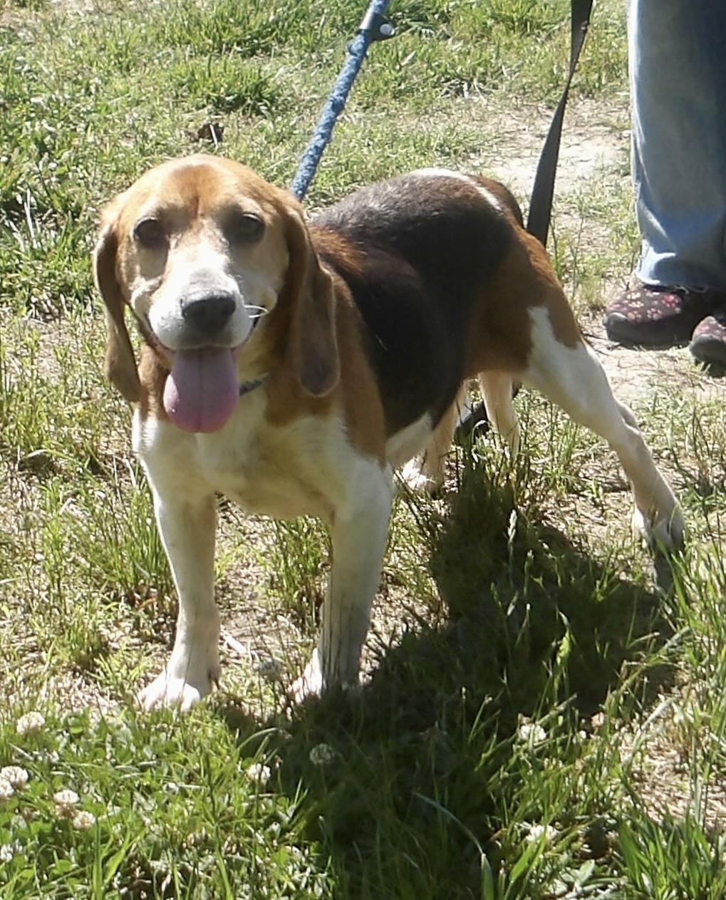 Ash, a ADOPTABLE Beagle in Gloucester, VA image 3/3