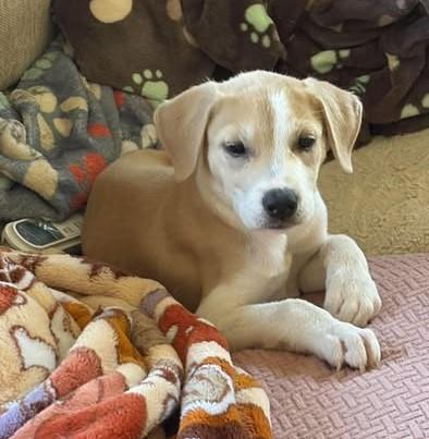 Enlarge Skywalker, a Adoptable mixed breed in Panama City, FL image 1/2