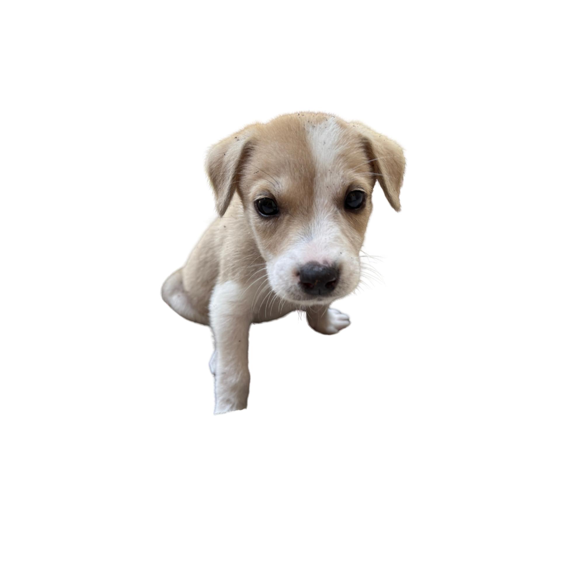 Skywalker, Adoptable, Puppy Male Chow Chow & Beagle.