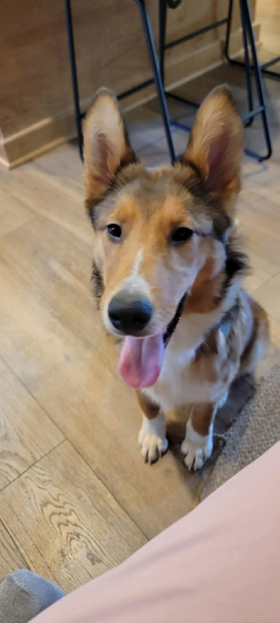 Lexi, Adopted, Puppy Female Collie.