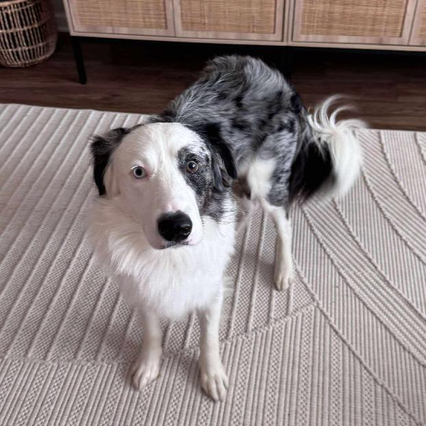 Jasper, Adoptable, Adult Male Australian Shepherd.