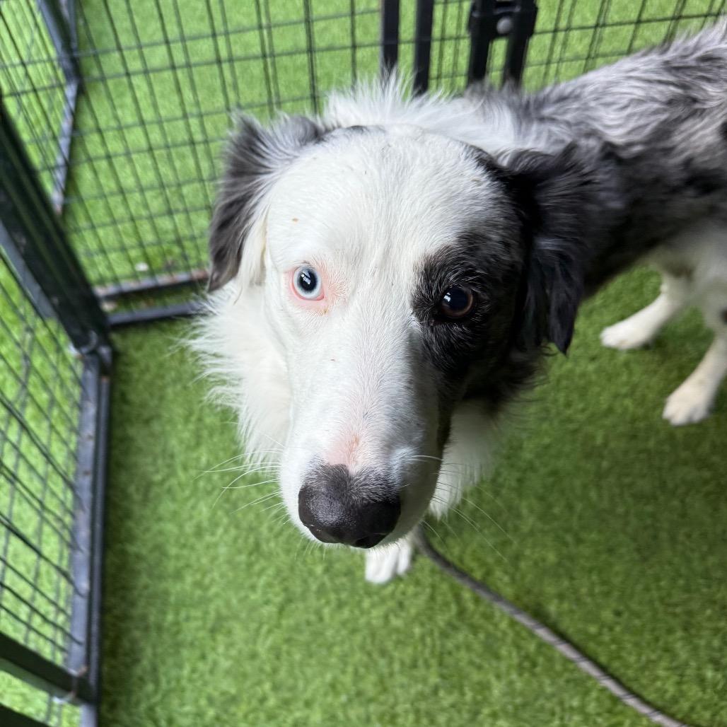 Enlarge Jasper, a Adoptable Australian Shepherd in Tampa, FL image 2/2