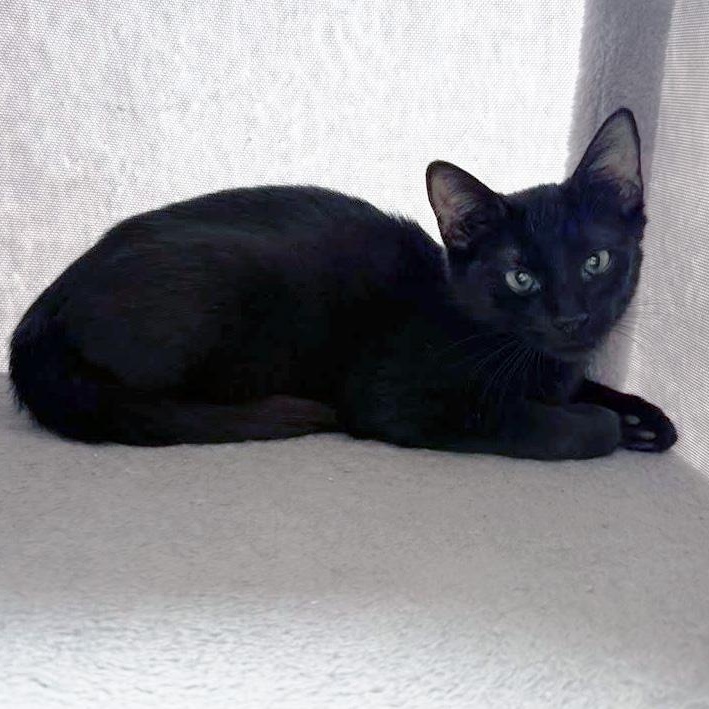 Maestro, a ADOPTABLE Domestic Short Hair in Apex, NC image 2/5