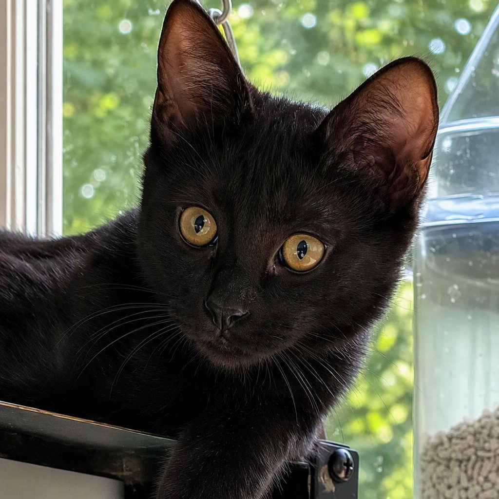 Maestro, ADOPTABLE, Kitten Male Domestic Short Hair.