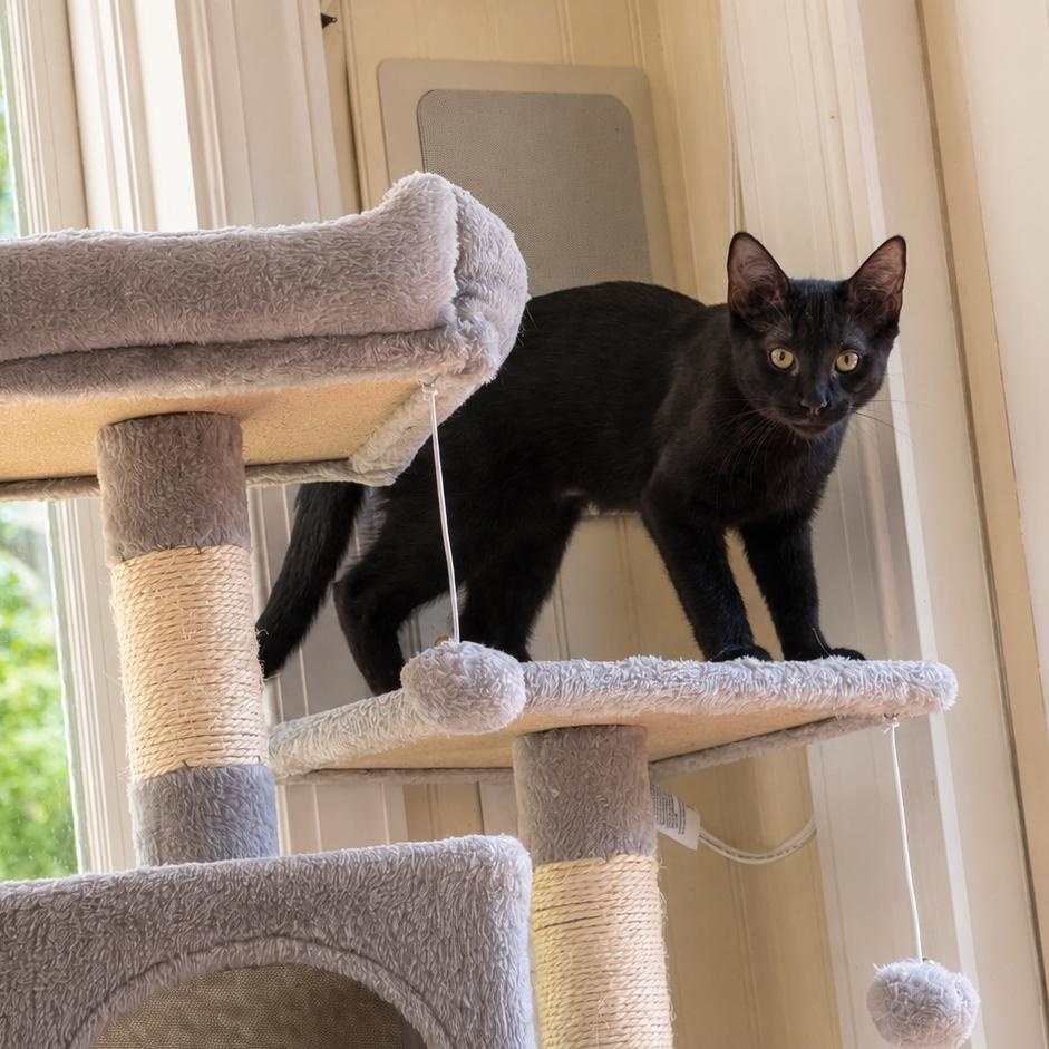 Maestro, a ADOPTABLE Domestic Short Hair in Apex, NC image 5/5