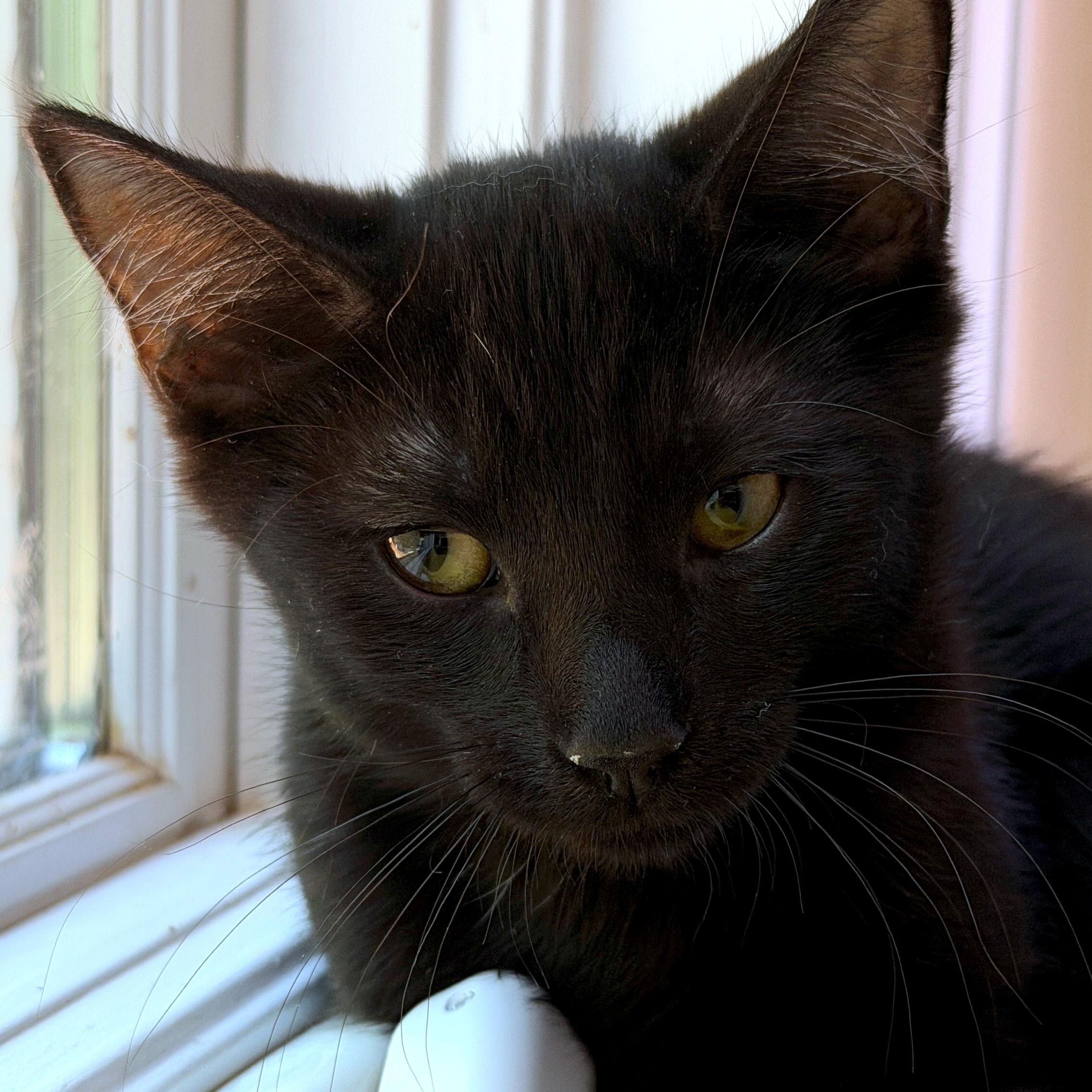 Maestro, a ADOPTABLE Domestic Short Hair in Apex, NC image 4/5