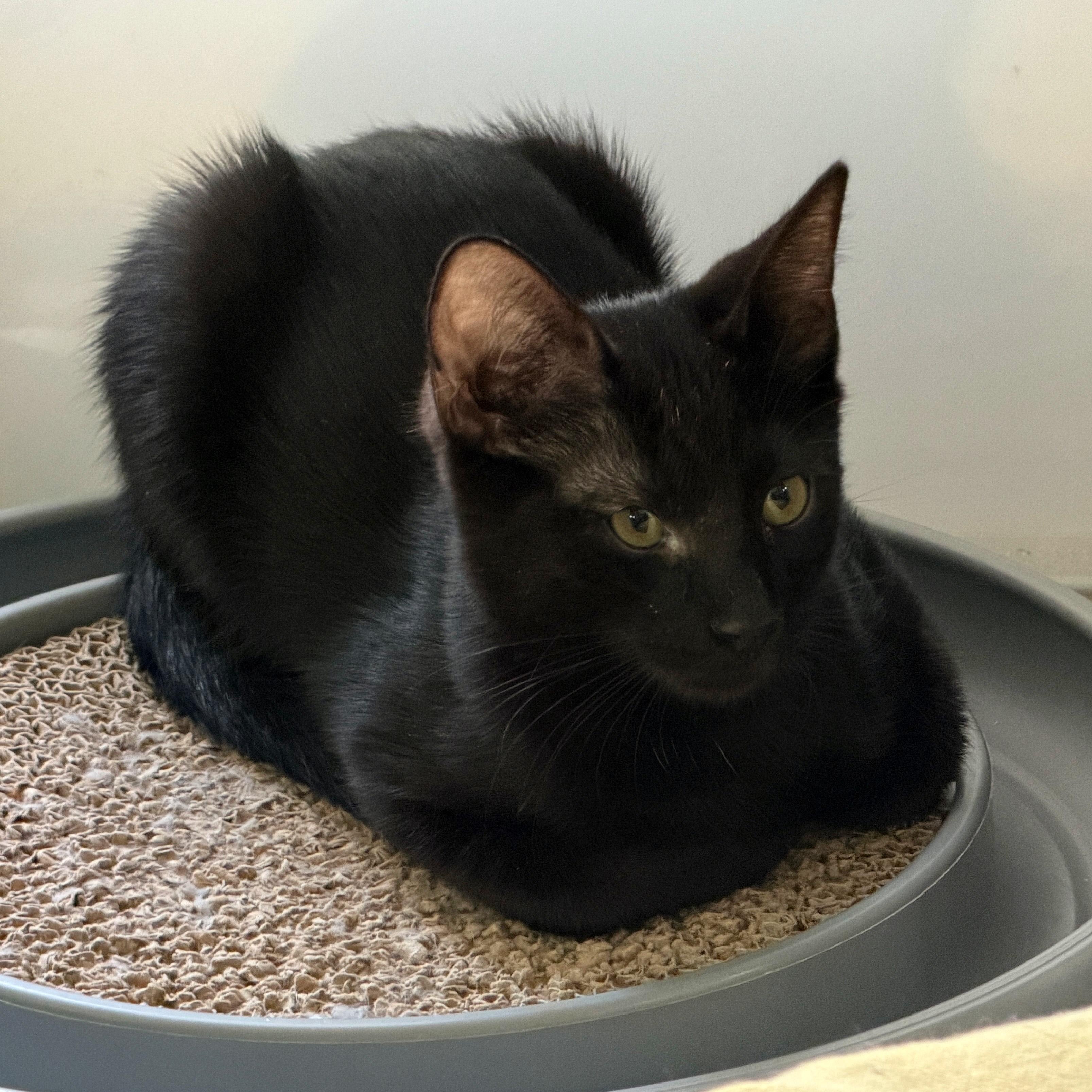 Maestro, a ADOPTABLE Domestic Short Hair in Apex, NC image 3/5