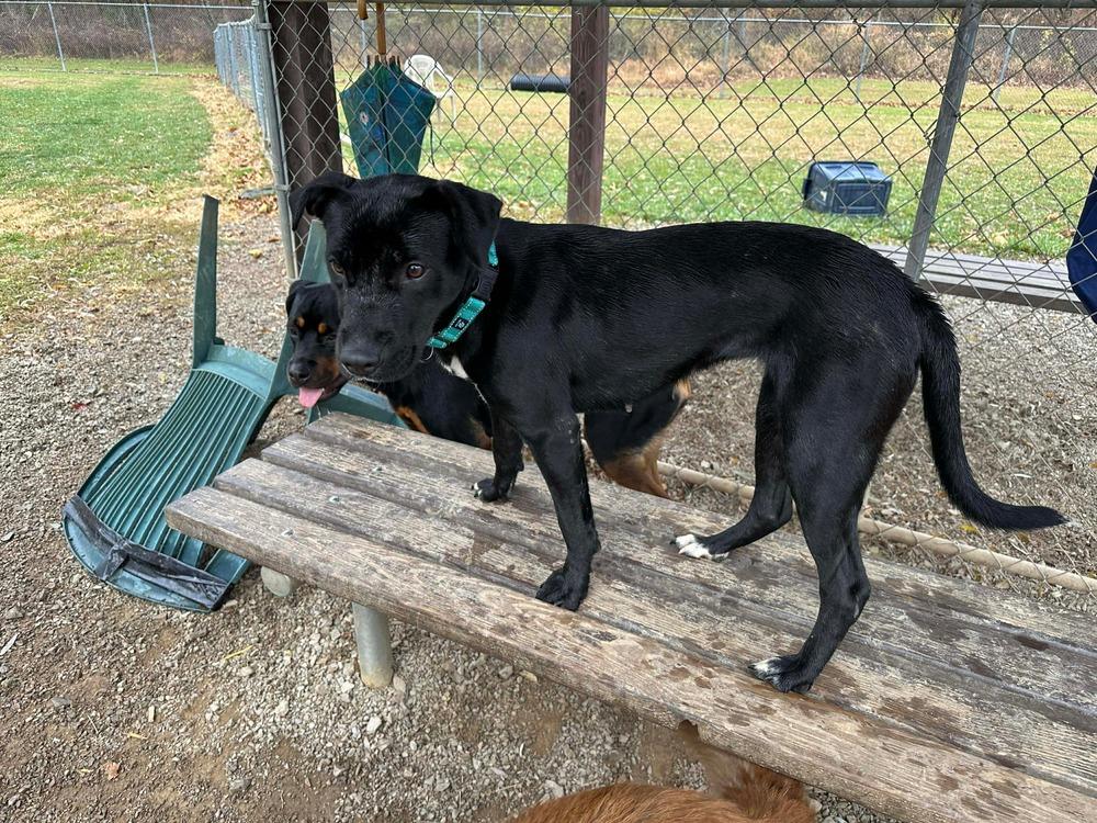 Enlarge Sadie Jo, a Adoptable mixed breed in Irwin, PA image 1/4