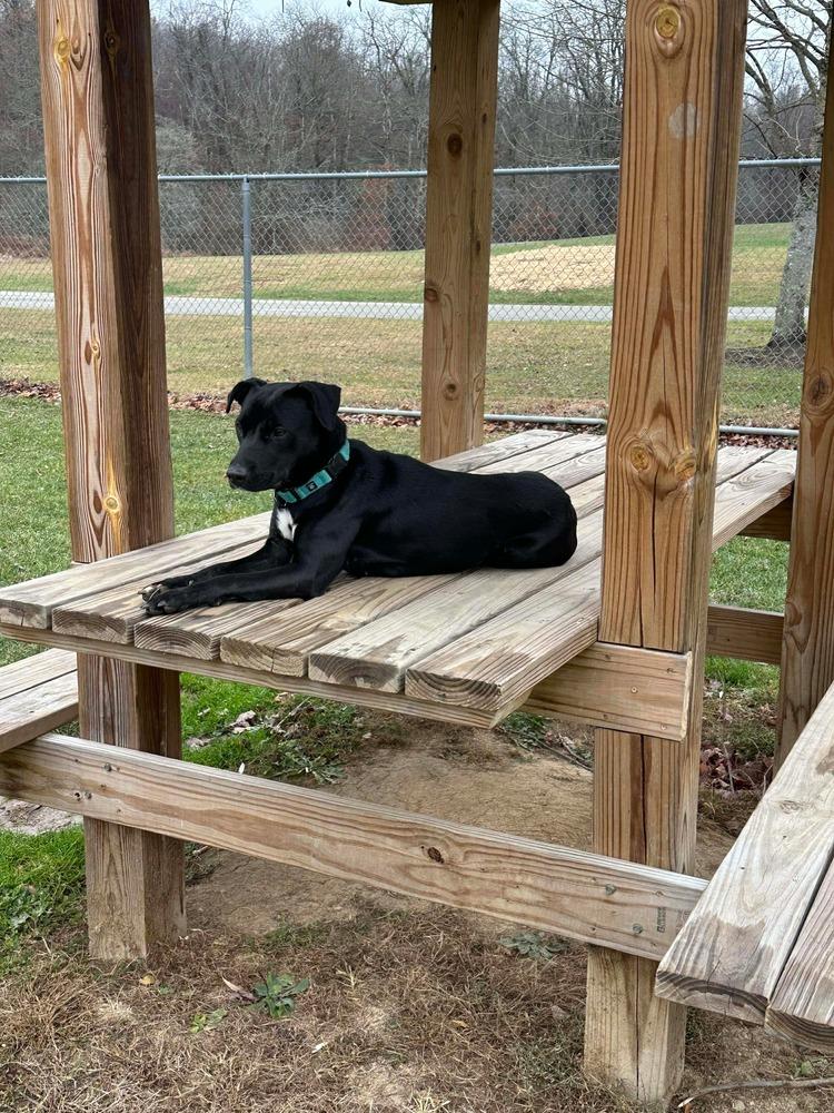 Enlarge Sadie Jo, a Adoptable mixed breed in Irwin, PA image 2/4