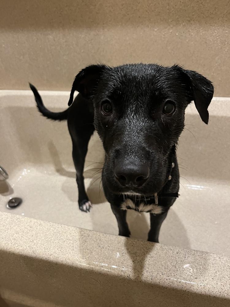 Enlarge Sadie Jo, a Adoptable mixed breed in Irwin, PA image 3/4