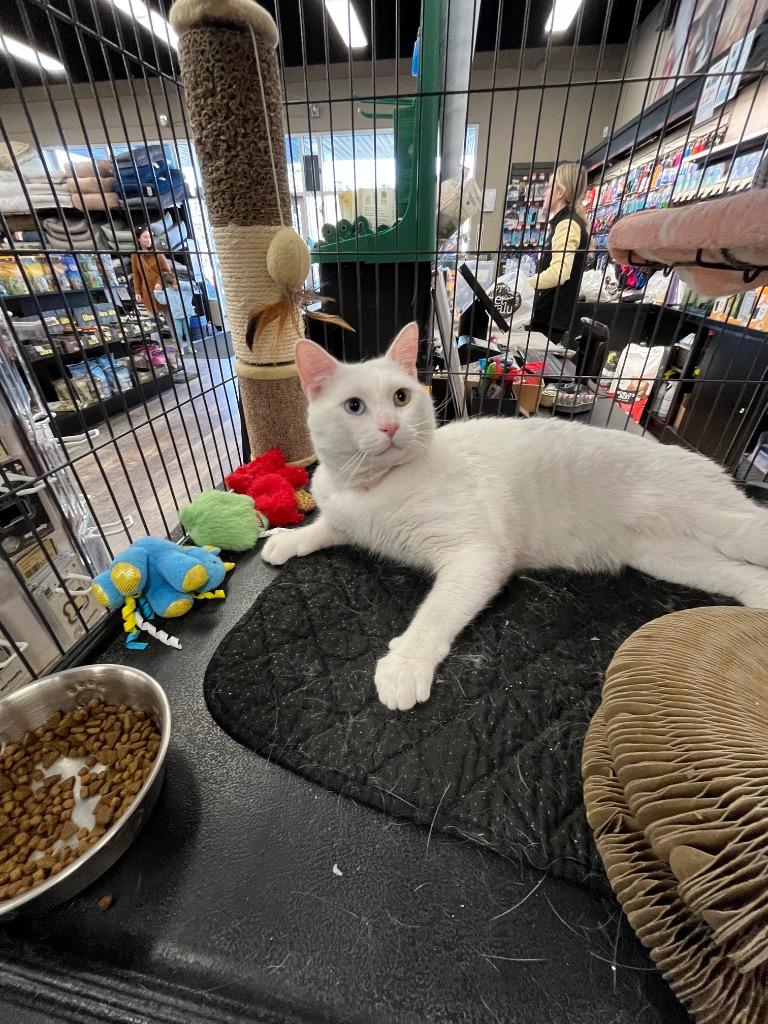 Fur-Nando, Adoptable, Adult Male Domestic Short Hair.