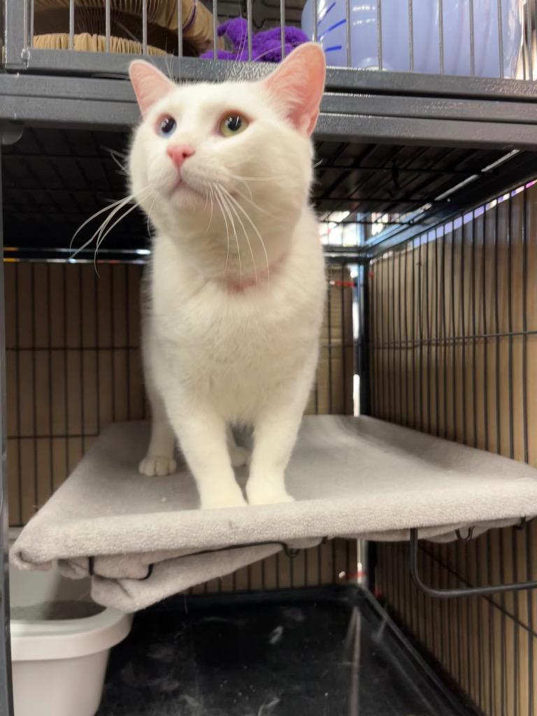 Fur-Nando, a Adoptable mixed breed in Calgary, AB image 2/3