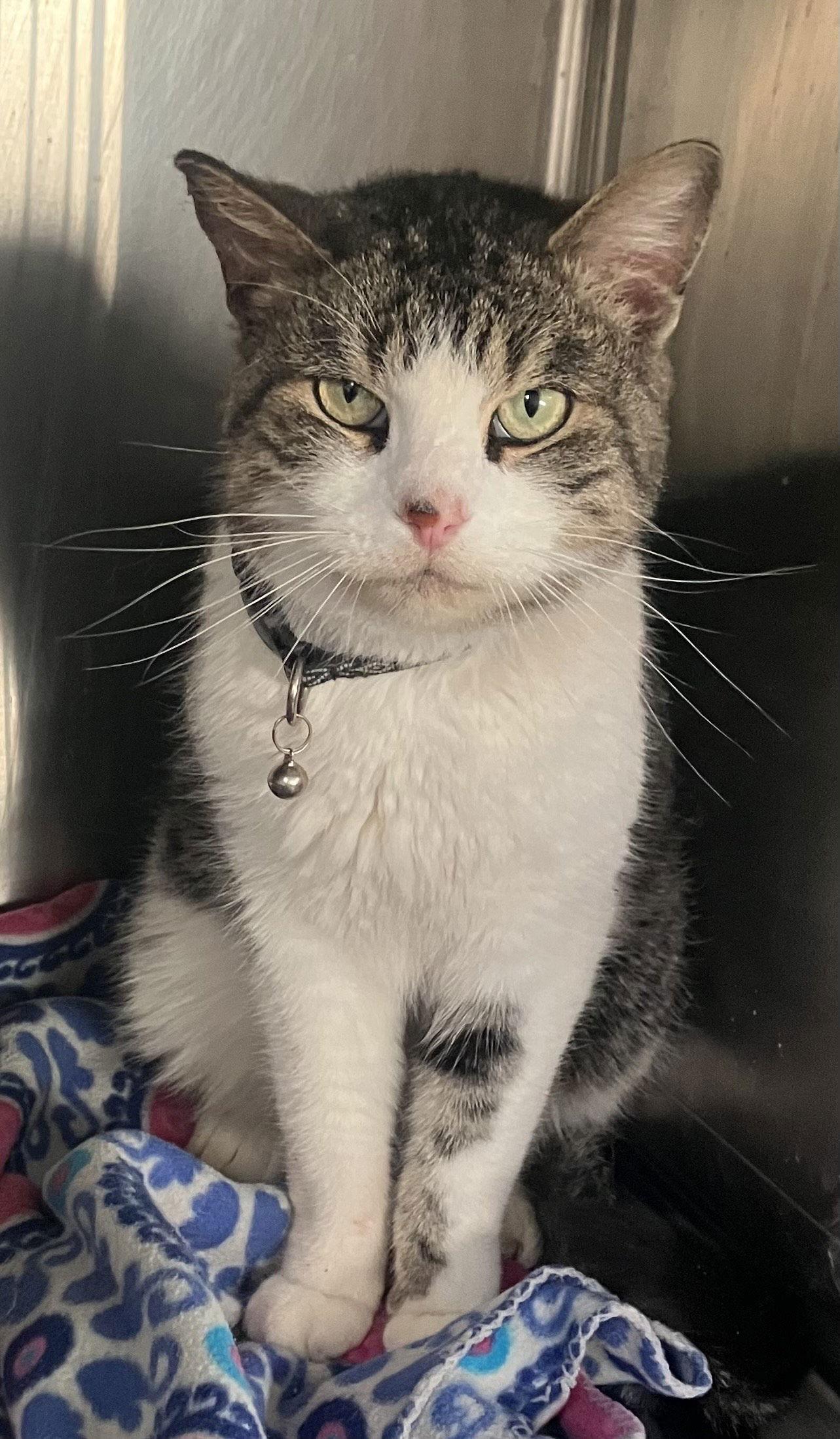 Enlarge Miller - Tabby & White - #19, a Adopted Domestic Short Hair in Mitchell, SD image 1/1