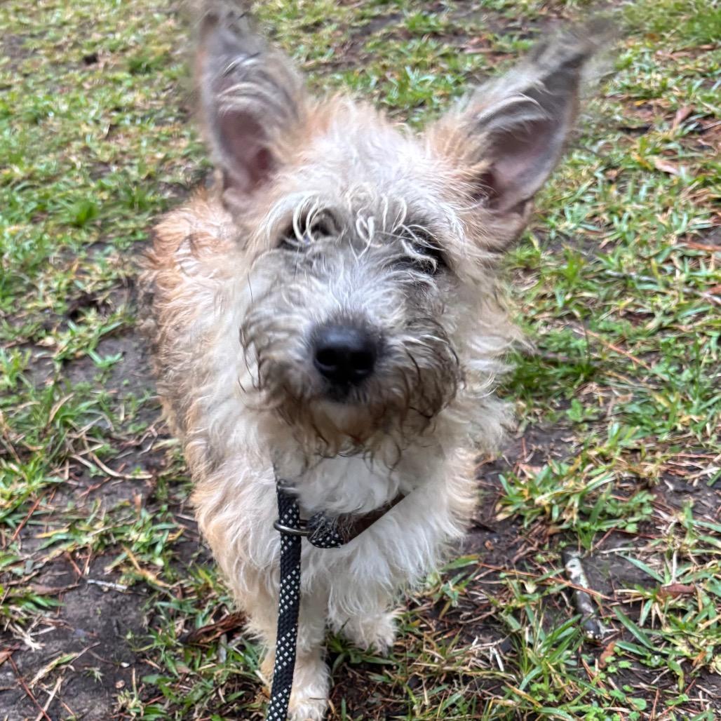 Enlarge Fern, a ADOPTABLE mixed breed in Spring, TX image 2/2