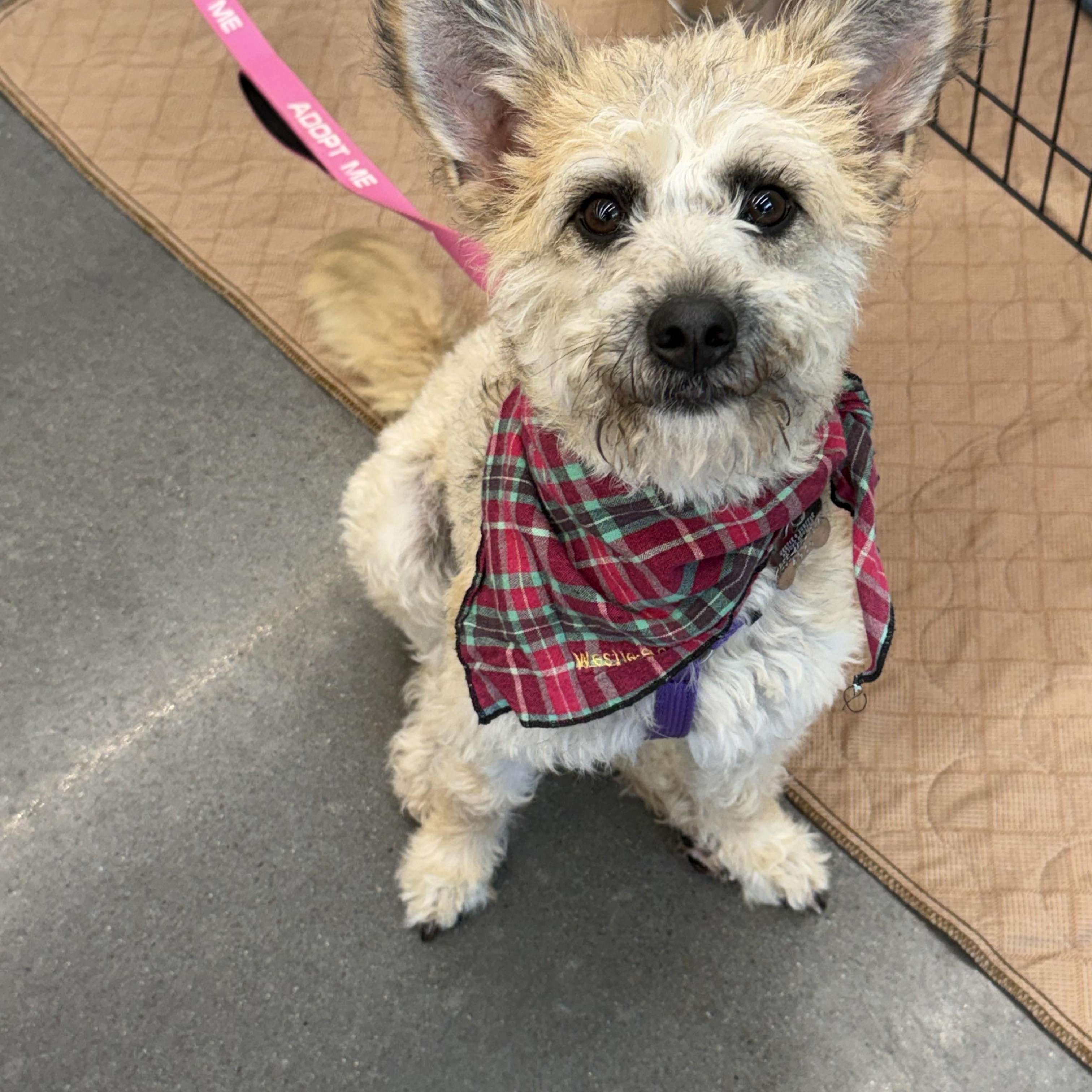 Enlarge Fern, a ADOPTABLE mixed breed in Spring, TX image 2/6