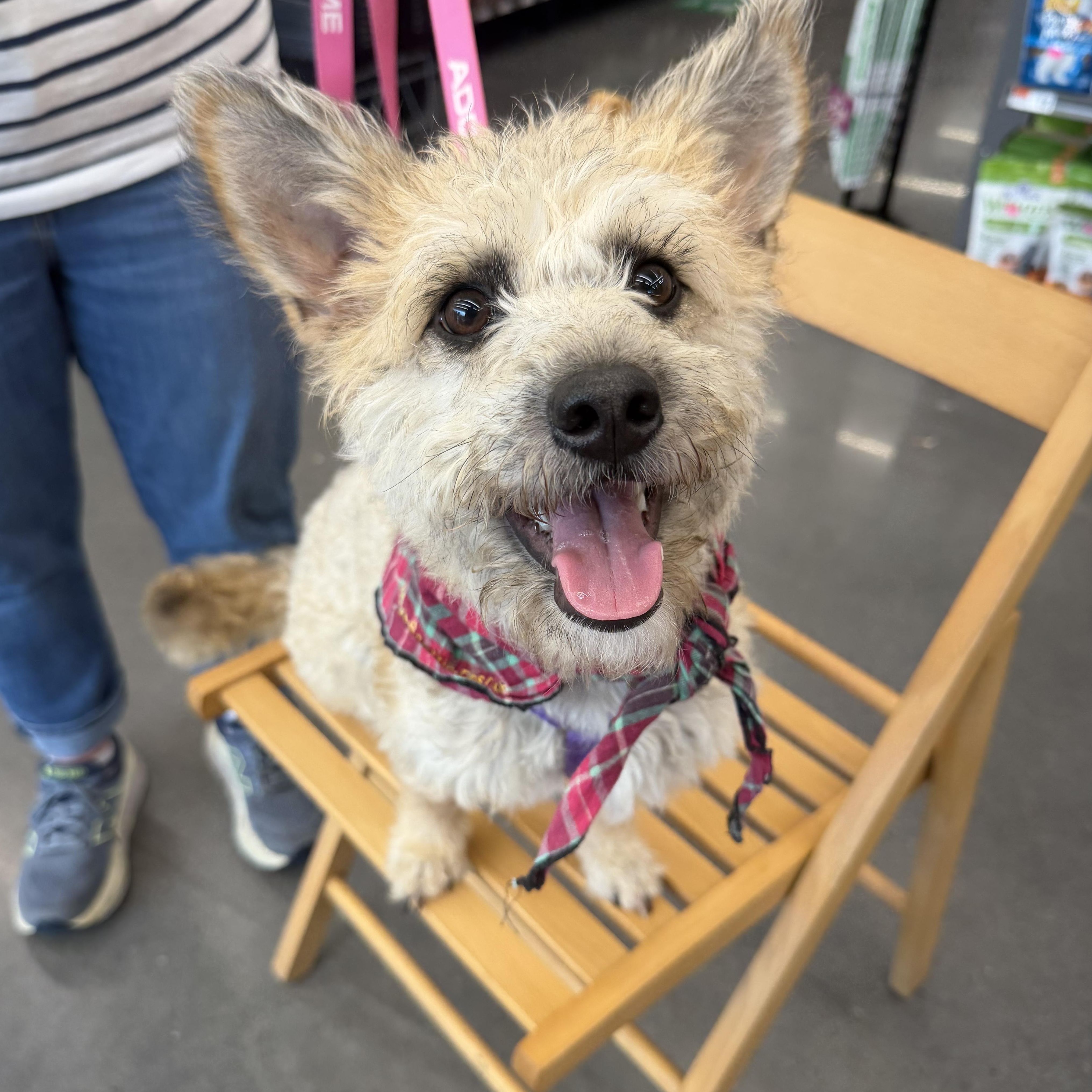 Fern, ADOPTABLE, Puppy Female Cairn Terrier & Mixed Breed.