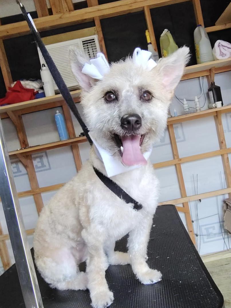 Fern, ADOPTABLE, Puppy Female Cairn Terrier & Mixed Breed.